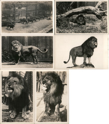 Set of 6: Lions at Gay's Lion Farm Postcard