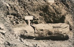 Petrified Log, Gingko Petrified Forest Postcard