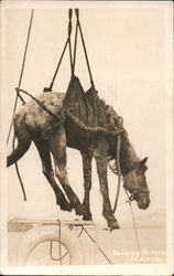 Raising Horses in Alaska Via SS Dora 1914 Alaska Steamship Co. Postcard