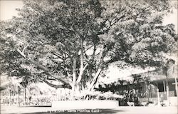 Rubber Tree (Over 100 yrs old) - Santa Monica, California Postcard