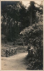 Beautiful Wooded Walking Trail Postcard
