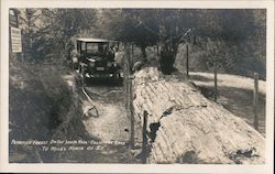 Petrified Forest on the Santa Rosa Calistoga Road Postcard