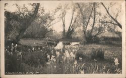 A Woodland Nook in Bishop, CA Postcard