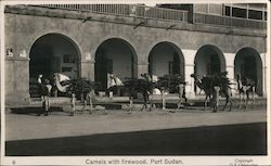 Camels with firewood, Port Sudan Postcard
