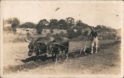 Man Walking Two Oxen on a Leash Postcard