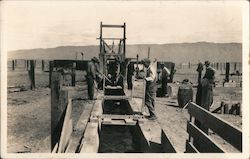 Workers Dipping Cattle Postcard