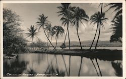 Coconut Palms Postcard