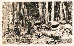 Early Days in the Redwoods Postcard