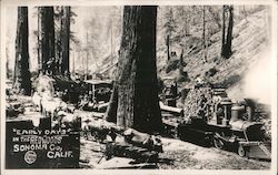“Early Days” in the Redwoods Postcard