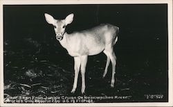 Deer Seen from Jungle Cruise on Weekiwachee River - World’s Only Aquatic Zoo Florida T.C. Lagerburg Postcard Postcard Postcard