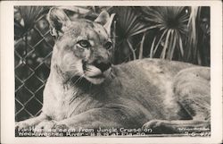 Panther as seen from Jungle Cruise on Weeki Wachi River Cats Ted Layerberg Photo Postcard Postcard Postcard