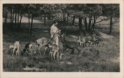 Catskill Game Farm, Inc., Roland Lindemann New York Postcard Postcard Postcard