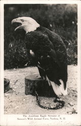 The American Eagle Screams at Benson's Wild Animal Farm Postcard