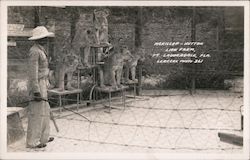 McKillop-Hutton Lion Farm Postcard