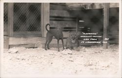 "Playmates" McKillop-Hutton Lion Farm Postcard