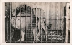 "Duke" the Lion at Lion Farm Postcard