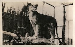 Princess - Gay's Lion Farm Postcard