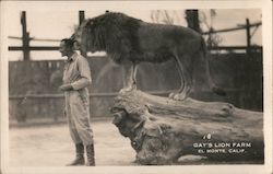 Gay's Lion Farm Postcard