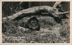 Gay's Lion Farm Postcard