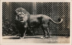 Gay's Lion Farm Postcard