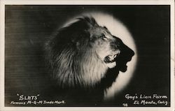 "Slats" Famous MGM Trade Mark, Gay's Lion Farm El Monte, CA Postcard Postcard Postcard