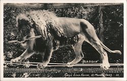 Gay's Lion Farm Postcard