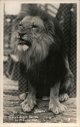 Gay's Lion Farm Postcard