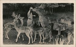 Catskill Game Farm Postcard