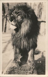 Gay's Lion Farm Postcard