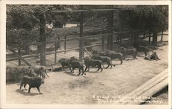 A Group of 2 Year Old Males, Gay's Lion Farm Postcard