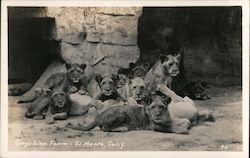 Gaye's Lion Farm Postcard