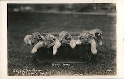 Baby Lions, Gay's Lion Farm Postcard