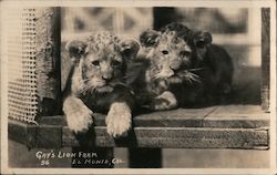 Gay's Lion Farm Postcard