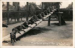 A Contented Group at Gay's Lion Farm Postcard