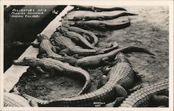 Alligators at a Florida Seminole Indian Village Postcard