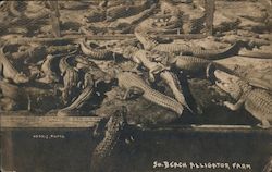 Alligator Farm at South Beach Postcard