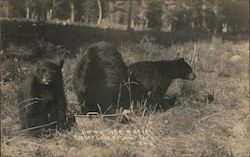 Jimmie, Pete and Jett Postcard
