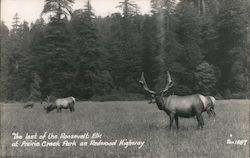 The Last of the Roosevelt Elk at Prairie Creek Park on Redwood Highway Postcard Postcard Postcard