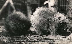 Porcupines, Native New Hampshire Wildlife Exhibit, State Park Postcard