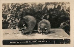 Racoons at Riverside Tea Room Ashland, NH Postcard Postcard Postcard