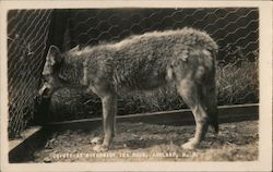 Coyote at Riverside Tea Room Ashland, NH Postcard Postcard Postcard