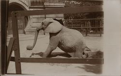 Elephant at Zoo Partly Sitting Down Postcard
