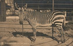 A Zebra at Zoologischer Garten Postcard