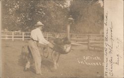 Ostrich in Harness Jacksonville, FL Ostriches Postcard Postcard Postcard