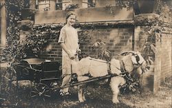 Girl with Cart behind goat Goats Postcard Postcard Postcard