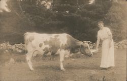 Woman in White Dress Feeding a Cow Meredith, NH Cows & Cattle Postcard Postcard Postcard