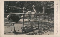 Ostriches at Cawston Ostrich Farm South Pasadena, CA Postcard Postcard Postcard