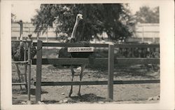 Two Ostriches with sign "Jiggs and Maggie" Postcard