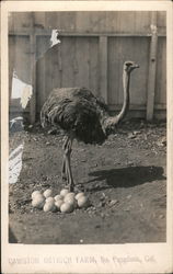 Ostrich with Eggs - Cawston Ostrich Farm Postcard