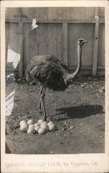 Ostrich with Eggs - Cawston Ostrich Farm South Pasadena, CA Postcard Postcard Postcard